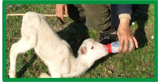Doğum yaparken ölen koyunun yavrusunu biberonla besliyor