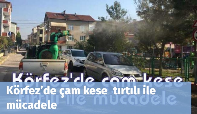 Körfez’de çam kese  tırtılı ile mücadele