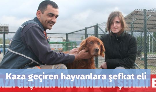 Kaza geçiren hayvanlara şefkat eli