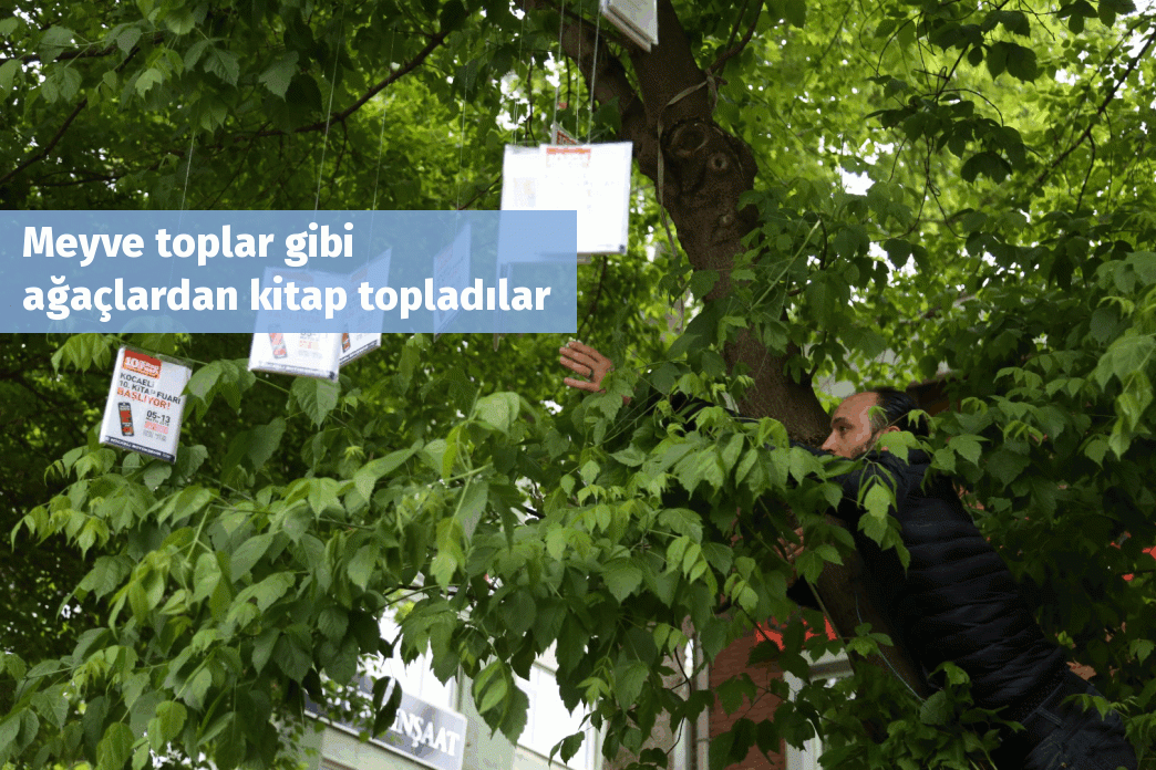 Meyve toplar gibi ağaçlardan kitap topladılar