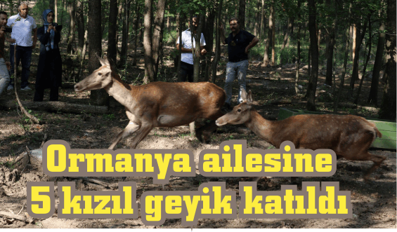 Ormanya ailesine5 kızıl geyik katıldı