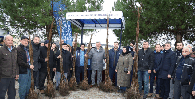 Kandıra’da 100 çiftçiye 6 bin ceviz fidanı
