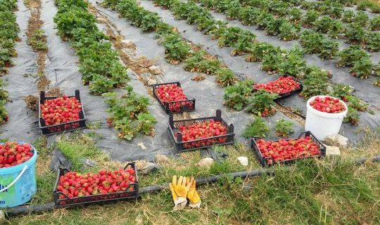 Büyükşehir’den çiftçiye  Çilek ve Kivi bahçesi desteği