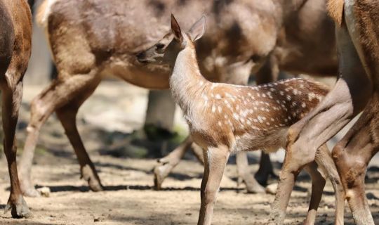 Ormanya’da yaban hayvan popülasyonu artıyor