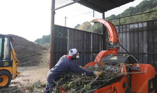 Budanan dallar, tekrar doğaya kazandırılıyor