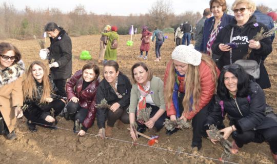 23 BİN LAVANTA FİDESİ, KADINLAR İÇİN TOPRAKLA BULUŞTU