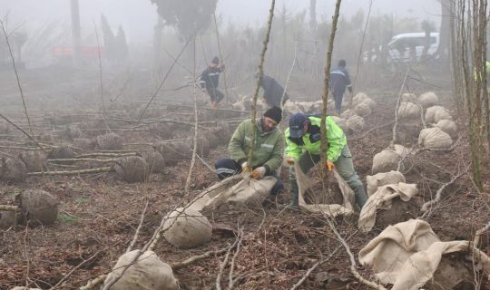 Büyükşehir 60 bin fidan üretiyor