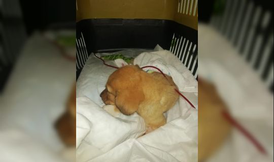 Körfez’de köpeğe kan nakli yapıldı