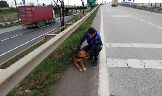 Yaralı köpek tedavi altına alındı