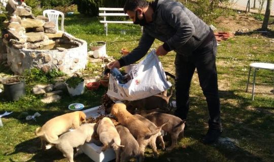 Körfez Belediyesi, sokak hayvanlarını unutmadı
