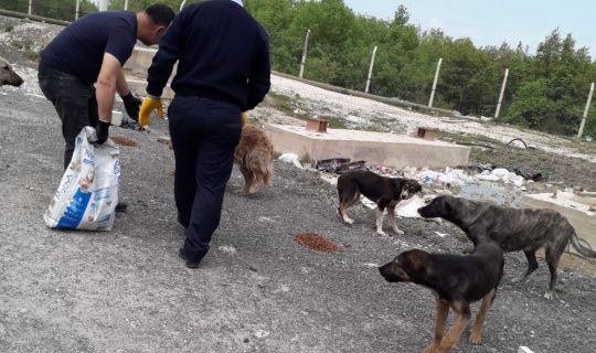 Körfez’de, sokak hayvanları unutulmuyor