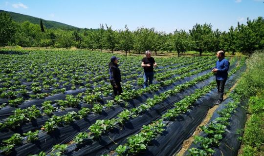 Büyükşehir, desteklediği çilek bahçelerin kontrolünü yapıyor