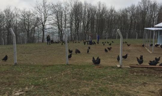 Büyükşehir’den çiftçilere gezen tavuk desteği