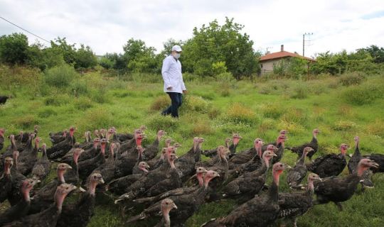 Kandıra Hindisi markası yeniden hayat bulacak