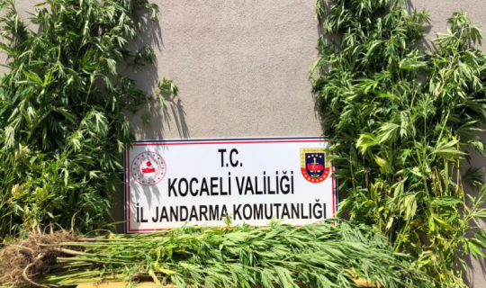 Kocaeli İl Jandarma Komutanlığı,kenevir bitkisi yetiştirenleri yakaladı