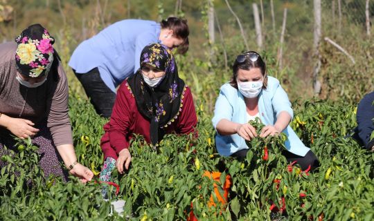 Hürriyet kullanılmayan tarım arazilerini kadınlara açıyor