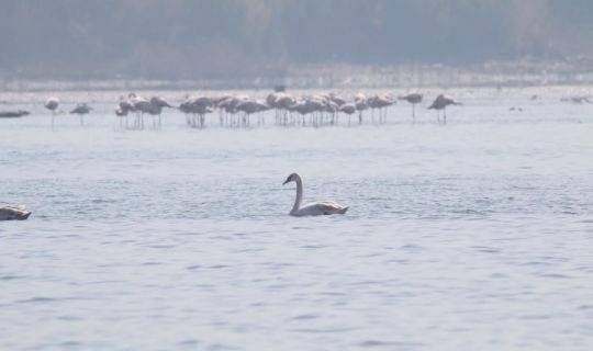 Flamingoların ardından kuğular da İzmit Körfezi’nde