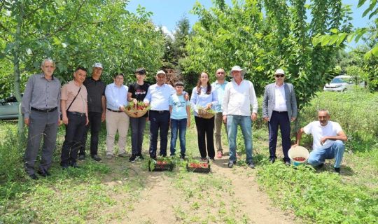 Körfez’de Hasat Vakti