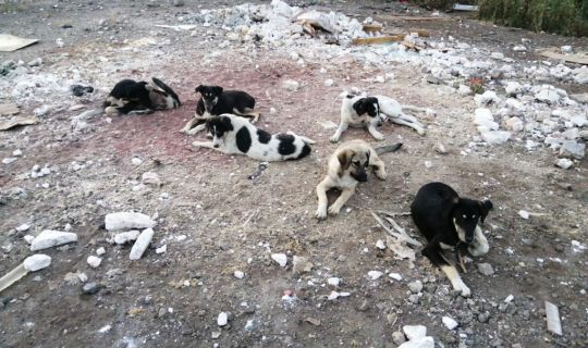 İzmit Belediyesinden, Körfez’deki   sokak hayvanlarına mama desteği