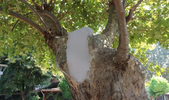 Asırlık çınar ağaçlarının bakımı ve tedavisi yapıldı