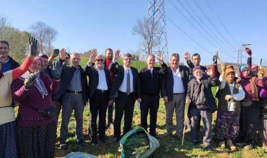 700 dekardan 150 ton biberiye toplandı