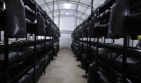 İzmit Belediyesi ilk istiridye mantarlarının hasadını yapacak İzmit Belediyesi ilk istiridye mantarlarının hasadını yapacak