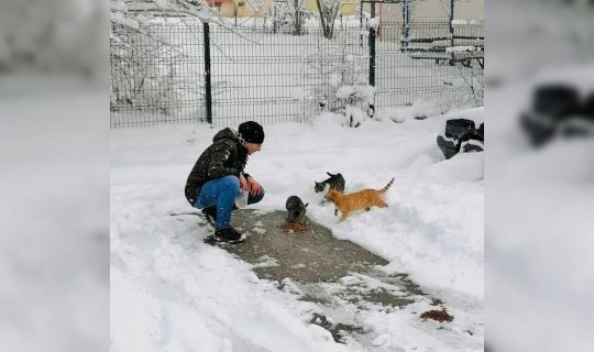 Körfez’de sokak hayvanları unutulmadı
