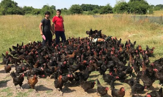 Büyükşehir’den üreticilere yüzde 50 hibeli yumurta tavuğu