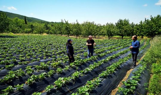 Kocaeli’de üreticilere, 118 bin çilek fidesi dağıtıldı