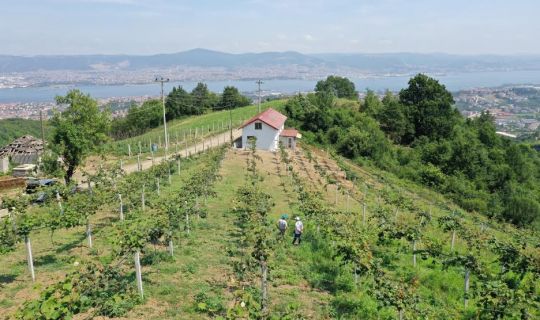 Büyükşehir’den, yüzde 50 hibeli meyve fidanı