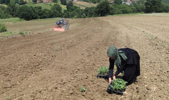 Kocaeli'de, Karpuz Üreticilerine Büyük Destek