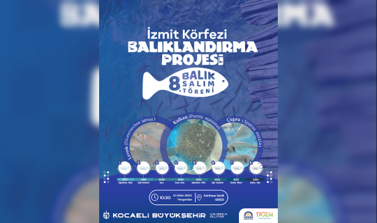 Kocaeli Büyükşehir Belediyesi, İzmit Körfezi'ne Balık Salıyor