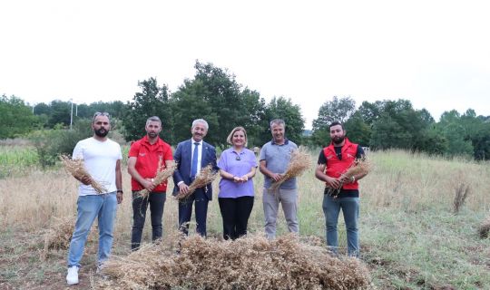 İzmit Belediyesi’nden İlk Nohut Hasadı