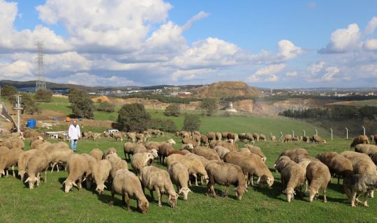 Damızlık Koç Desteğiyle Kuzulama Oranları Arttı