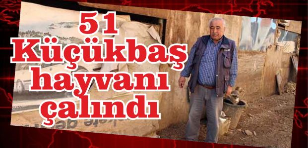 51 küçükbaş hayvanı çalındı