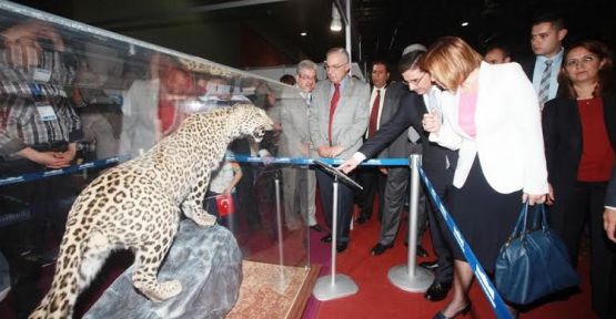 Anadolu Leoparı’na yoğun ilgi