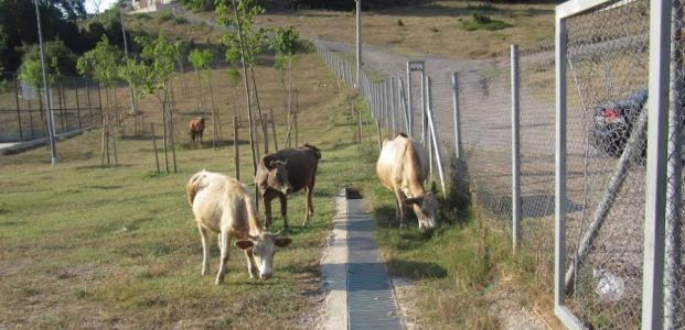  Başıboş Gezen Hayvan Sahiplerine Ceza