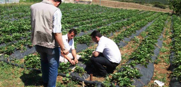 Büyükşehir’den bin adet hindi ve 75 bin çilek dağıtımı