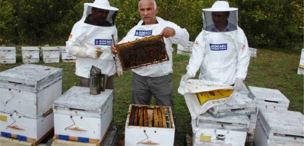 Büyükşehir'in dağıttığı arılar ilk ürünü verdi