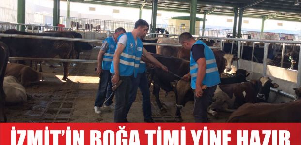  İZMİT’N BOĞA TİMİ  BAYRAMA HAZIR