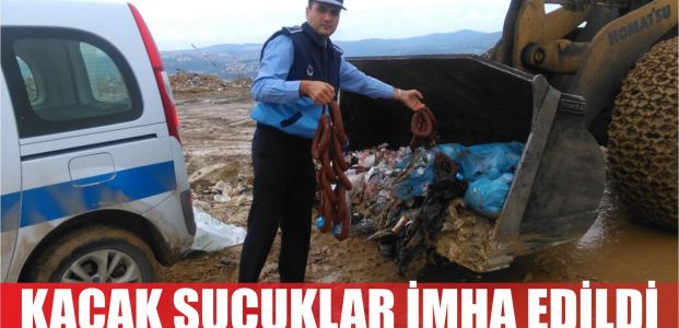 Kaça sucuklar imha edildi
