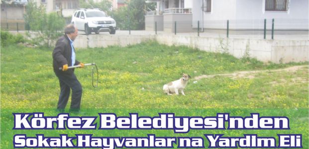  Körfez Belediyesi’nden Sokak Hayvanlarına Yardım Eli