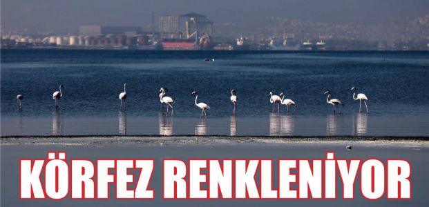 Körfez filamingolarla renkleniyor