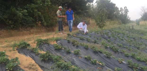 Örnek çilek bahçeleri çok beğenildi