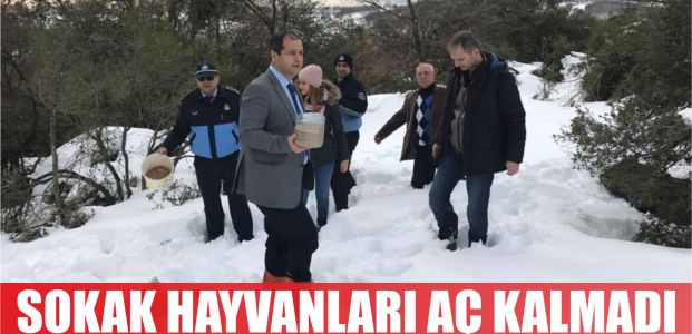  Sokak hayvanları aç kalmadı