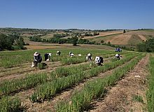 Kocaeli’de, Tıbbi ve Aromatik Bitki Hasadı, başladı