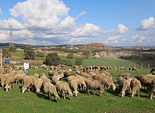 Damızlık Koç Desteğiyle Kuzulama Oranları Arttı
