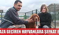 Kaza geçiren hayvanlara şefkat eli