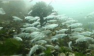 “İzmit’te artık 30 türde balıkçılık yapılabiliyor”