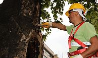 Asırlık ağaçların tedavisine devam ediliyor